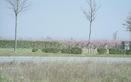 #2: The orchard with pink flowers to the North