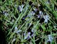 #7: Some wild violets