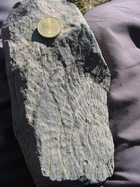 Limestone featuring a flattened ammonite and transversal schistosity