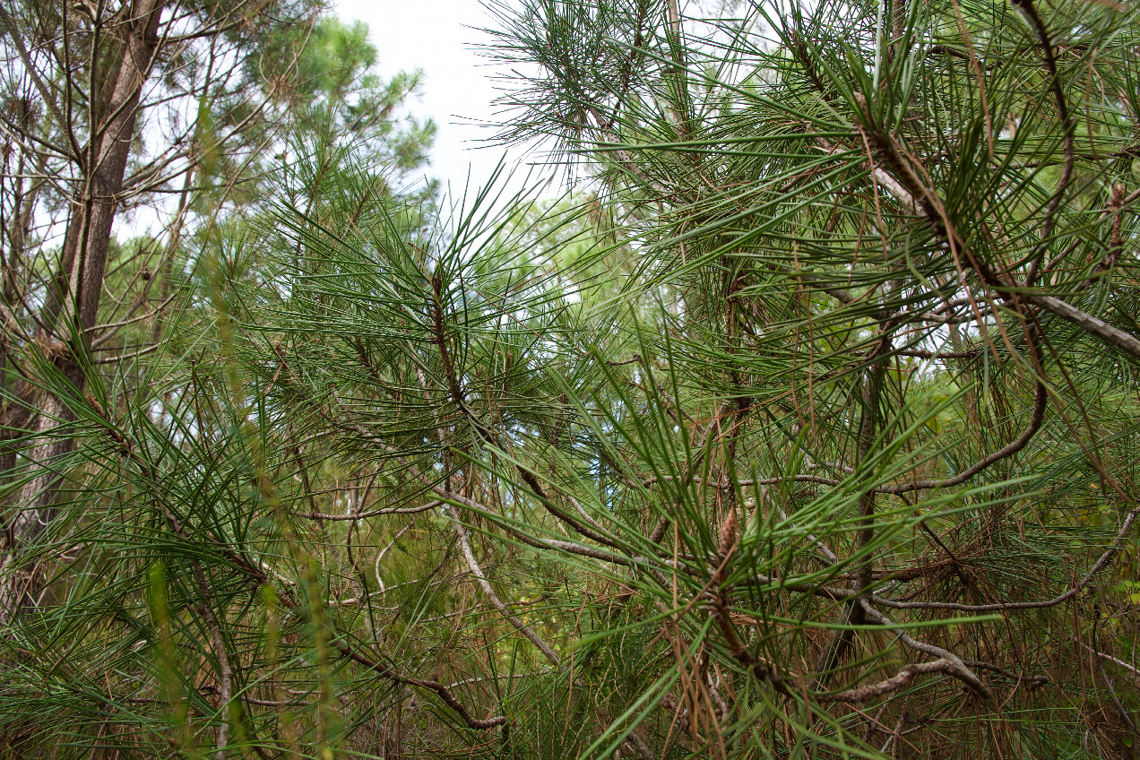 The confluence point lies in a commercial pine forest.  (This is also a view to the North.)