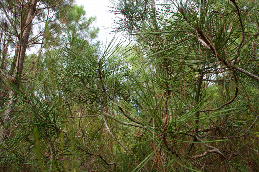 #1: The confluence point lies in a commercial pine forest.  (This is also a view to the North.)