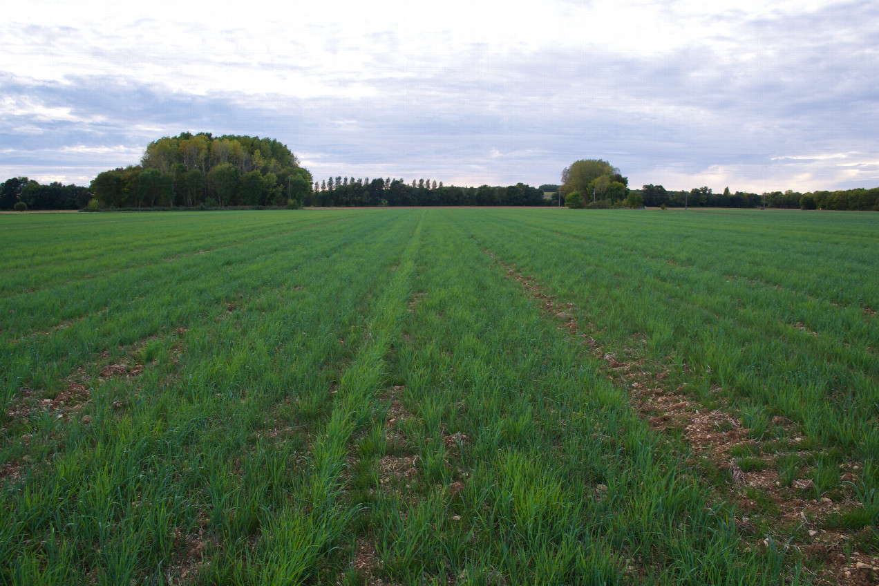 The confluence point lies in a (currently fallow) farm field.  (This is also a view to the West.)