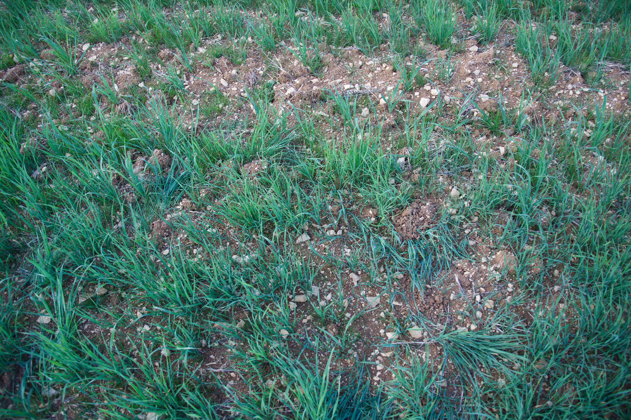 Ground cover at the confluence point