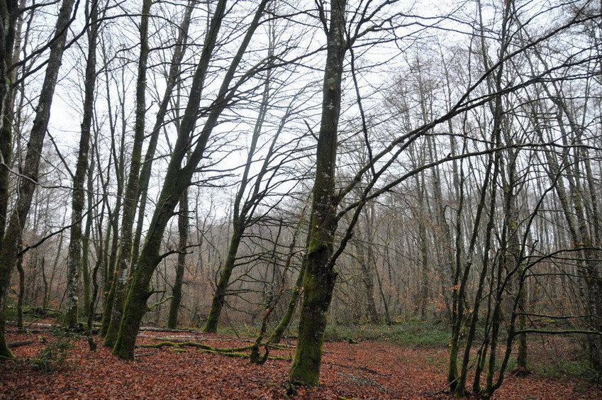View east / Blick nach Osten
