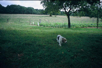 #1: the watchdog of the confluence point, just behind the fence