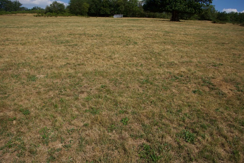 The confluence point lies in a farm field (where cattle have been grazing)