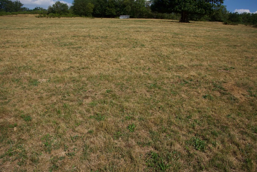 The confluence point lies in a farm field (where cattle have been grazing)