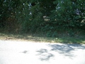 #5: The confluence of 46°N 5°E at 40 m behind the bush