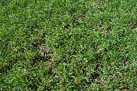 #5: Ground cover at the confluence point