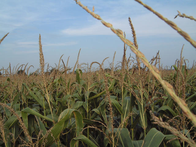 View to the east: corn