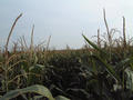 #4: View to the south: even more corn