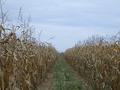 #2: View to the North into the irrigation lane