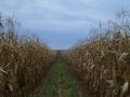 #4: View to the South, with piled irrigation pipes at a distance