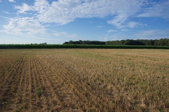 #1: View North (towards a nearby corn field)