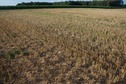 #5: The confluence point lies in a bare farm field, just 50m East of a road