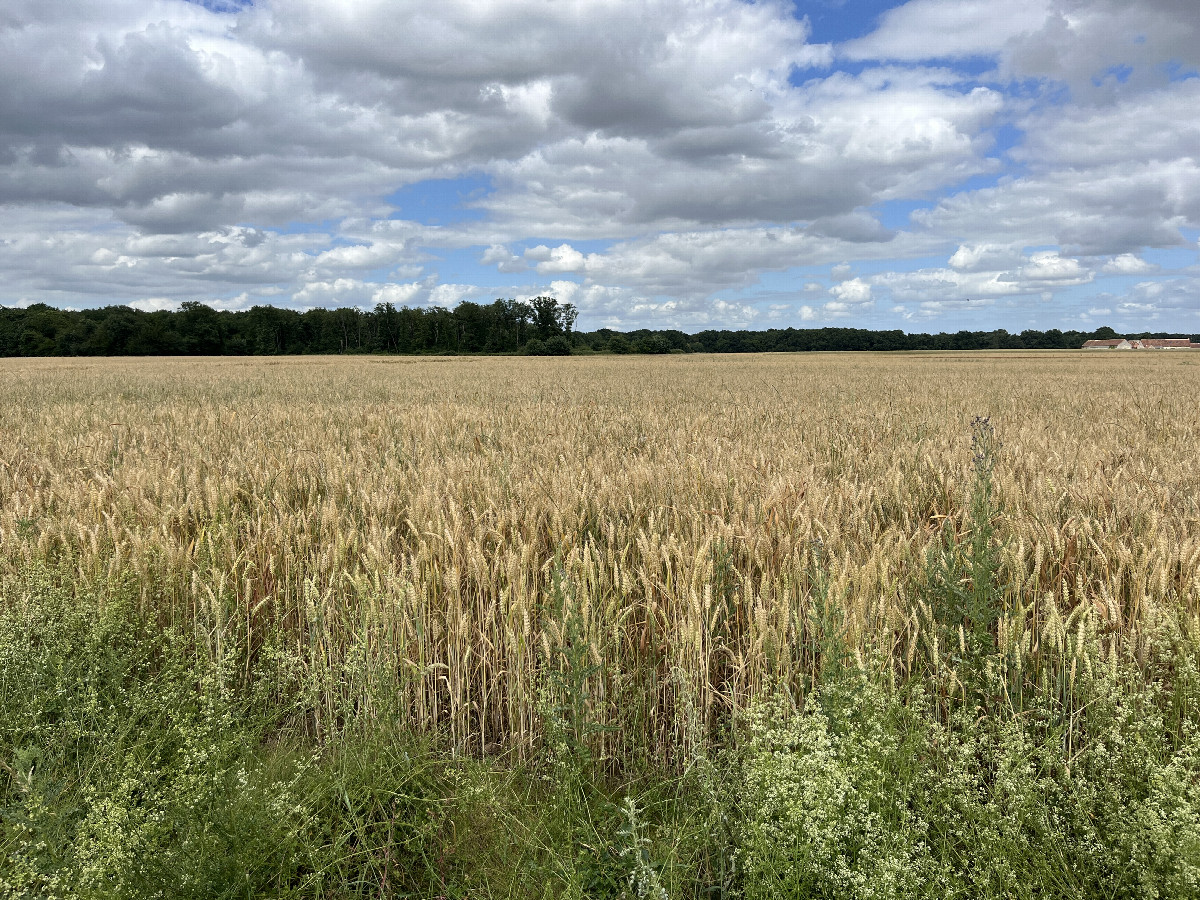 Overview, 60m away from the road on the west