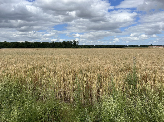 #1: Overview, 60m away from the road on the west