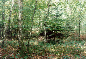 #1: The view to the north from the confluence point.