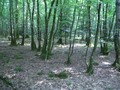 #3: Looking east