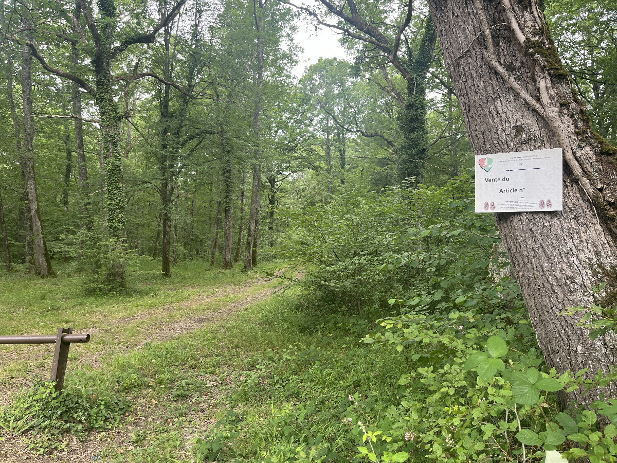 Entrance of the forest