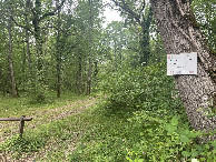 #8: Entrance of the forest