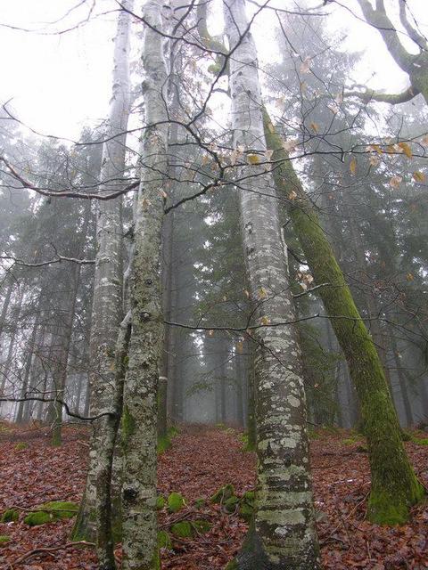 View in northeastern direction / Blick in nordöstliche Richtung