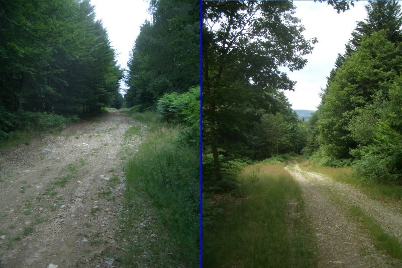 Forest road uphill (L) and downhill (R)