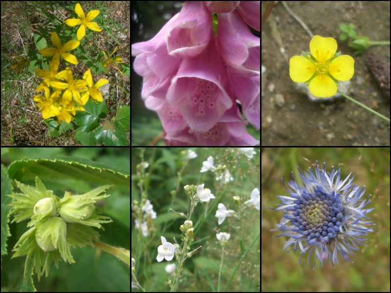 Collection of plants