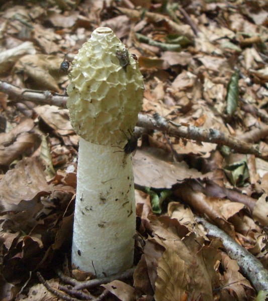 Common Stinkhorn (Phallus impudicus)