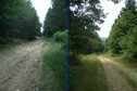 #7: Forest road uphill (L) and downhill (R)