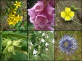 #8: Collection of plants