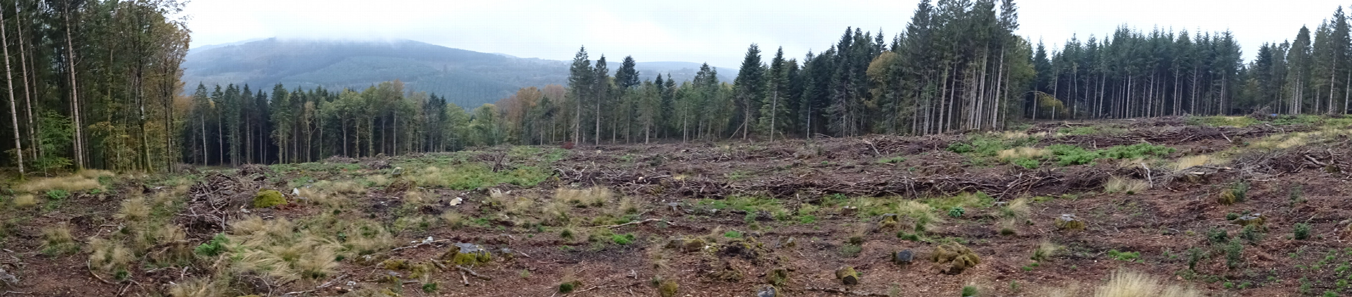 ESW panoramic view from the forest cut (150 meters NE of the actual point)