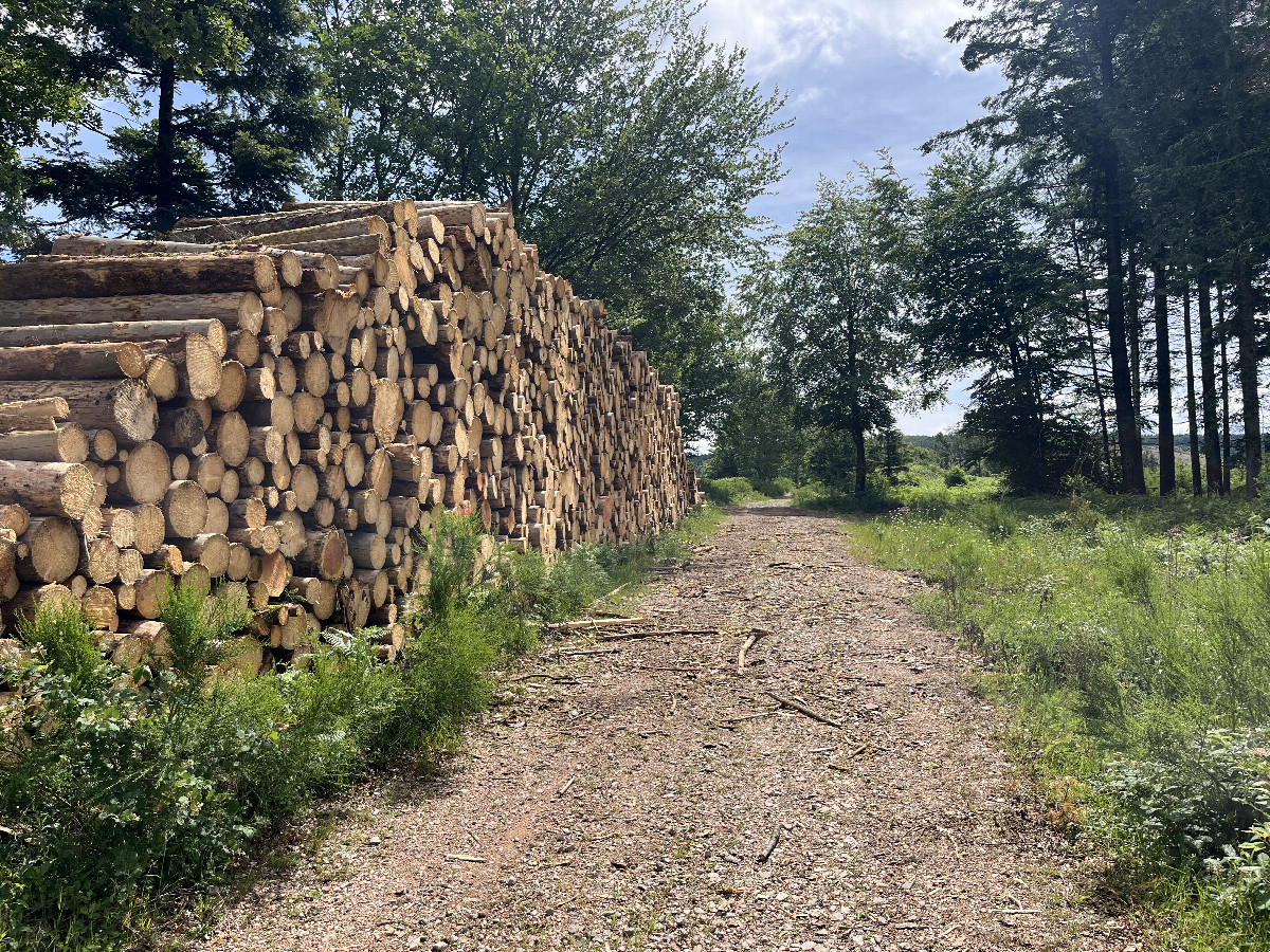 Cut wood piled up