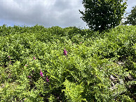 #2: View to the north