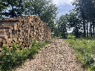 #8: Cut wood piled up