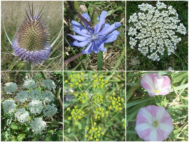 Collection of plants