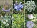 #8: Collection of plants
