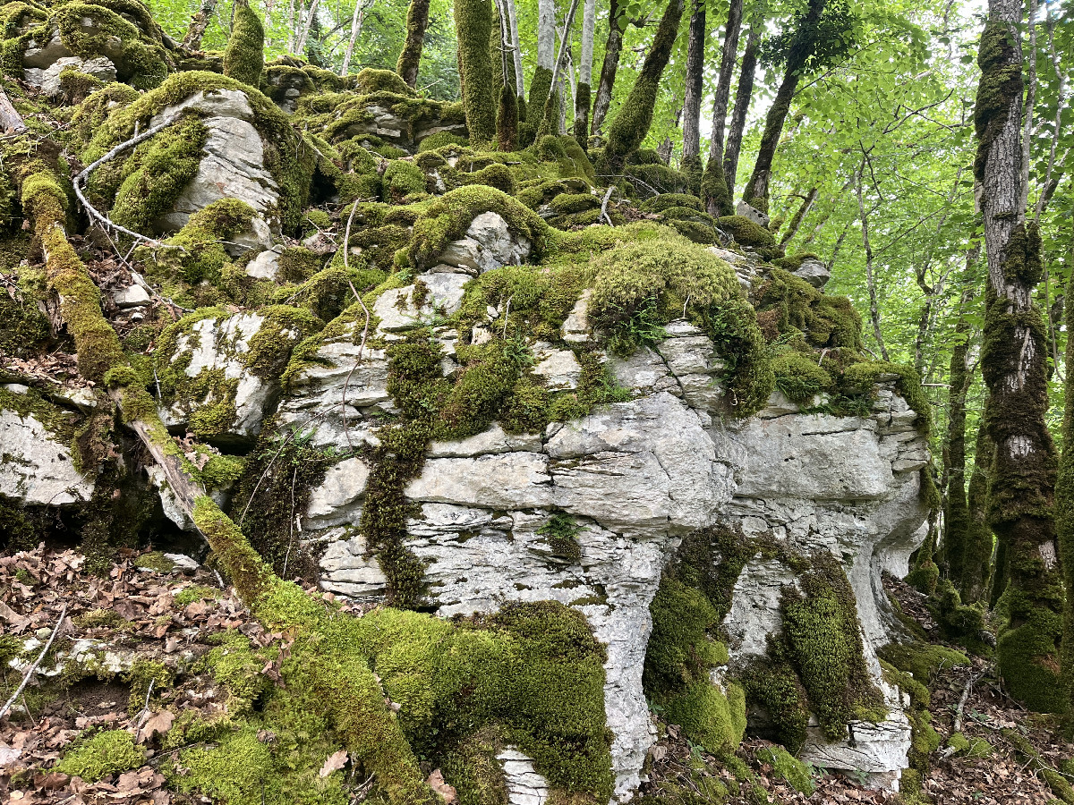 Terrain detail