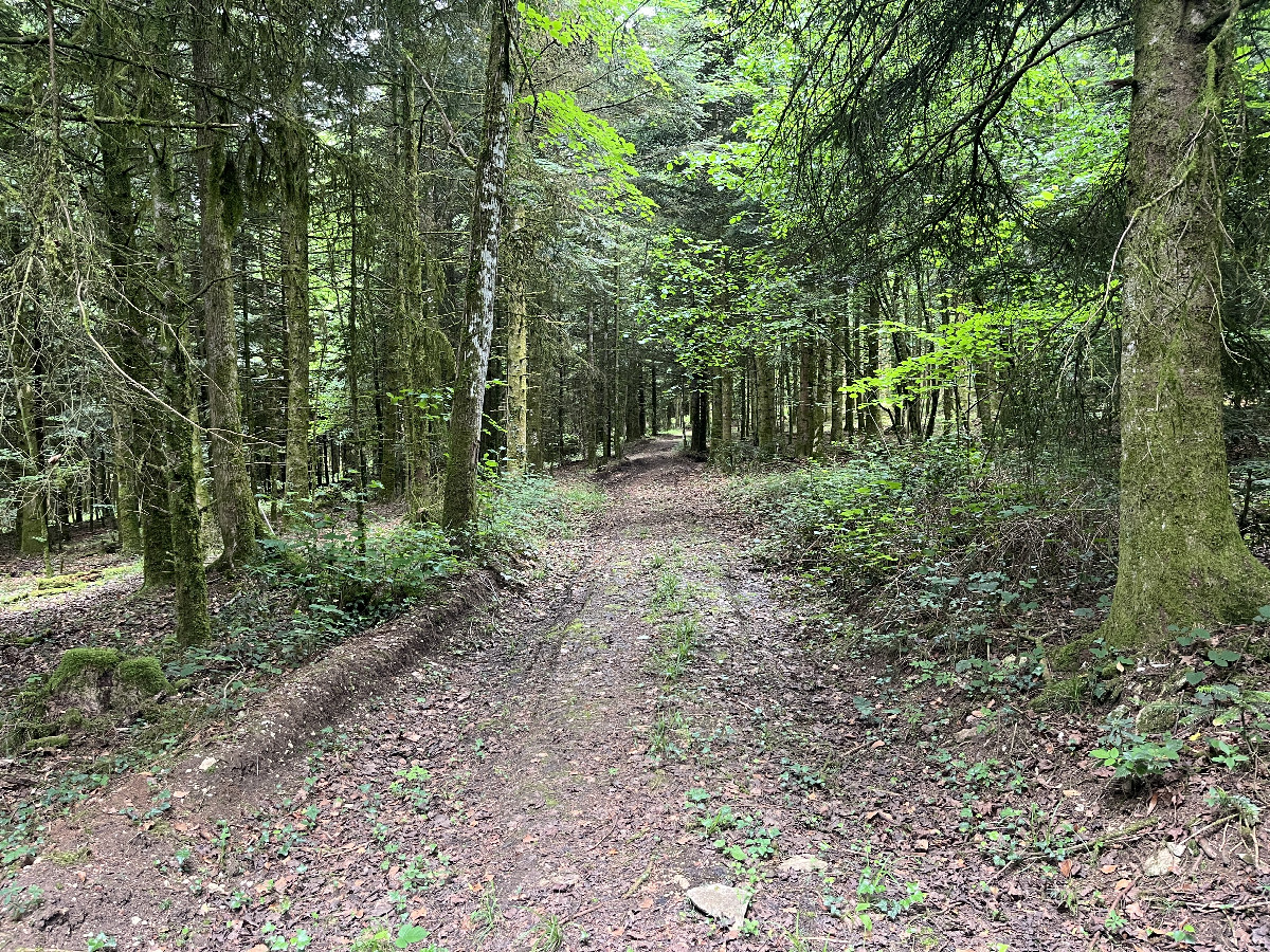 The forest track