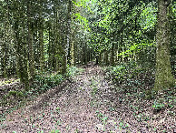 #9: The forest track