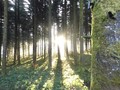 #6: Morgenbild/Morning