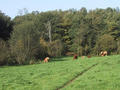 #3: The cows in the meadow