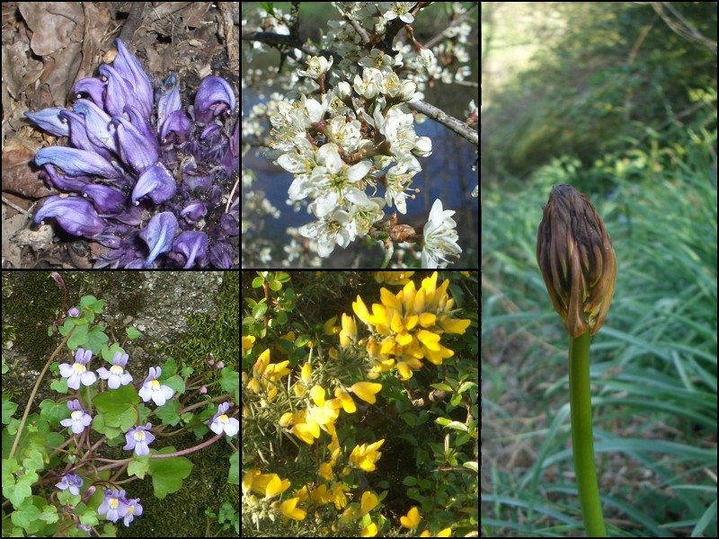 Collection of flowers