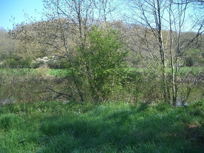 Looking north to the river