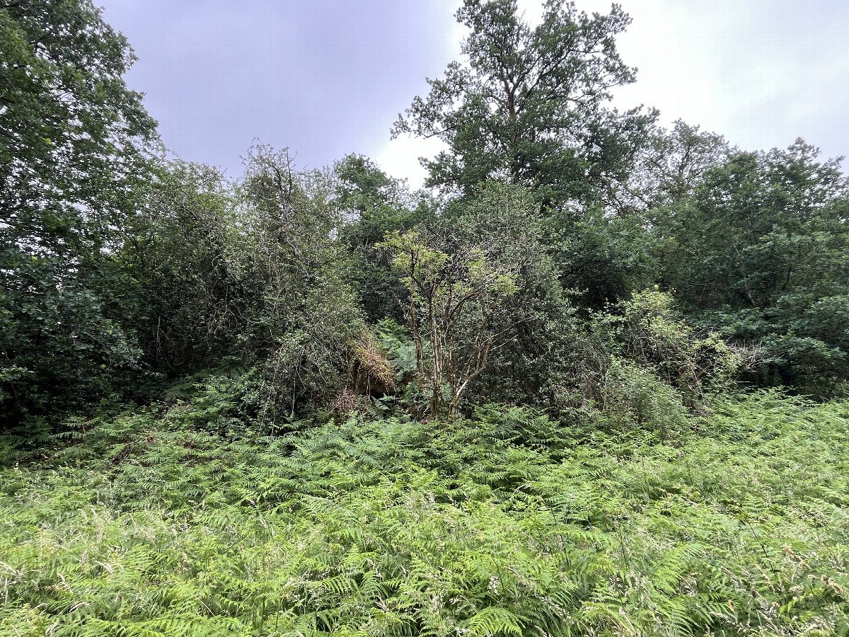 Overview 15m from the west