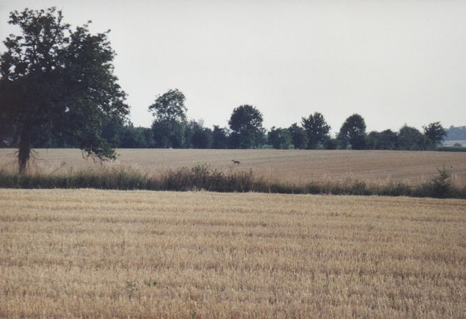 A lone deer crossing the Greenwich meridian.