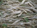 #7: Lost wheat