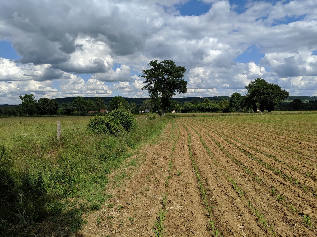 View Looking East