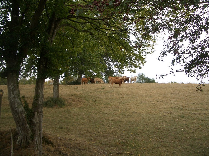 The CP is behind this meadow with cows