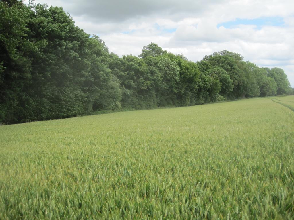 Osten; view east